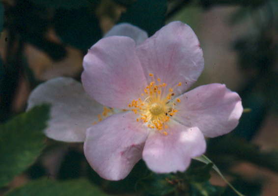 wild rose by Percy Horne